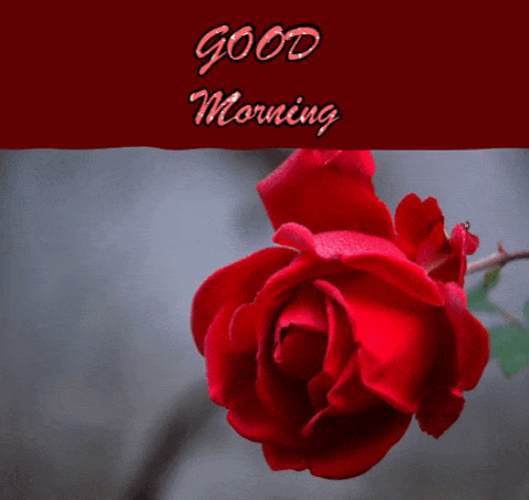 Good Morning Rose Wishes Image - Good Morning Animated Gif, Glitter Image -  Animated Image Pic